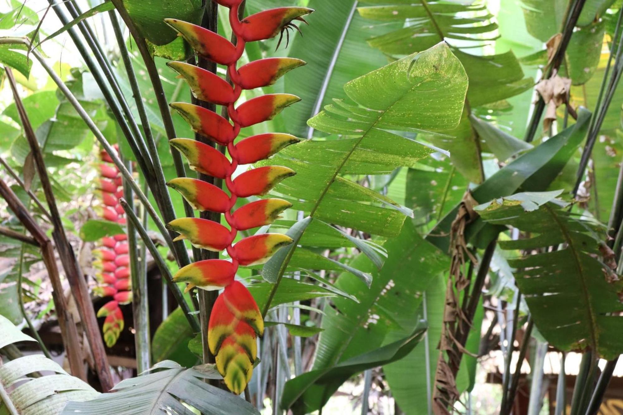 Hospedaje Ecologico Purma Wasi Tarapoto Buitenkant foto